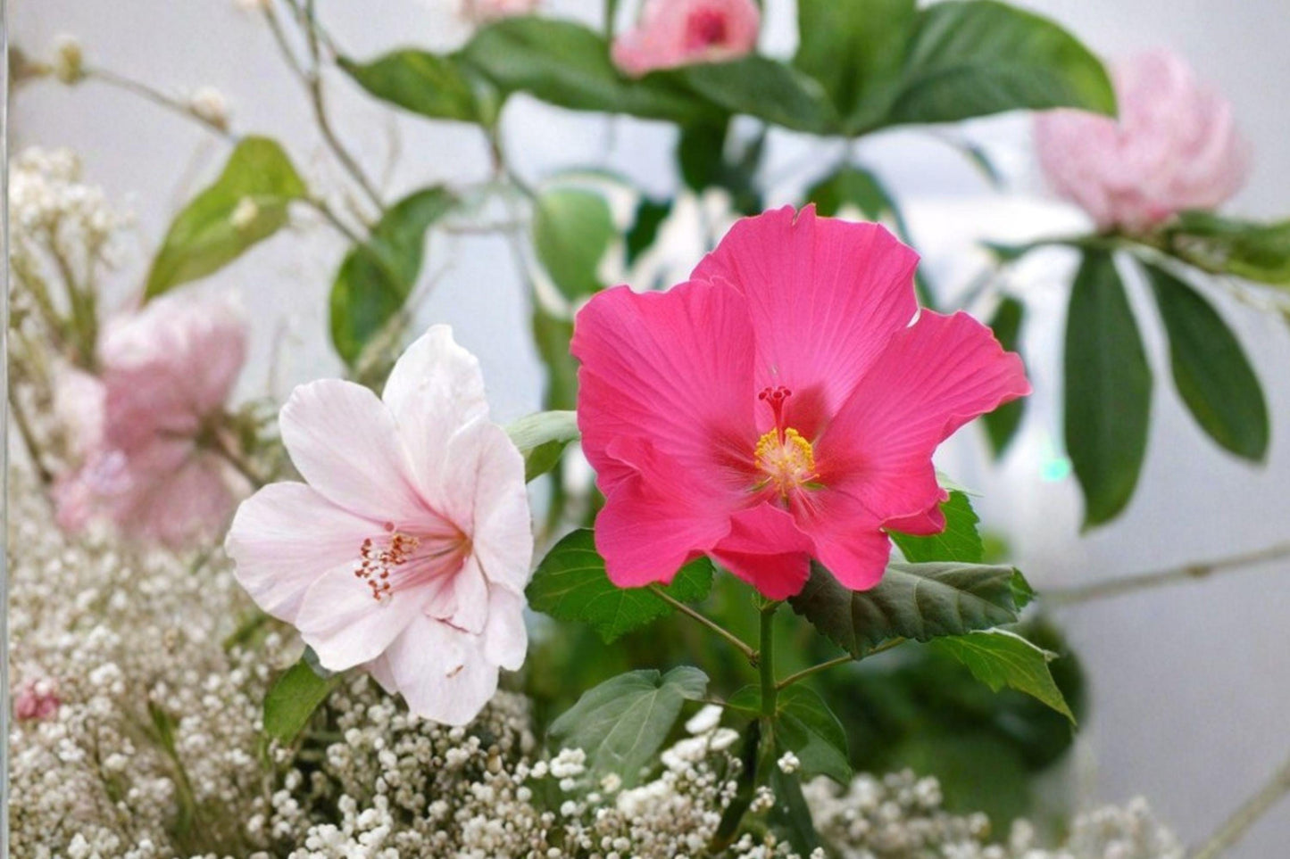 10 Hibiscus paramutabilis Seeds – False Confederate Rose – Hardy Garden Shrub