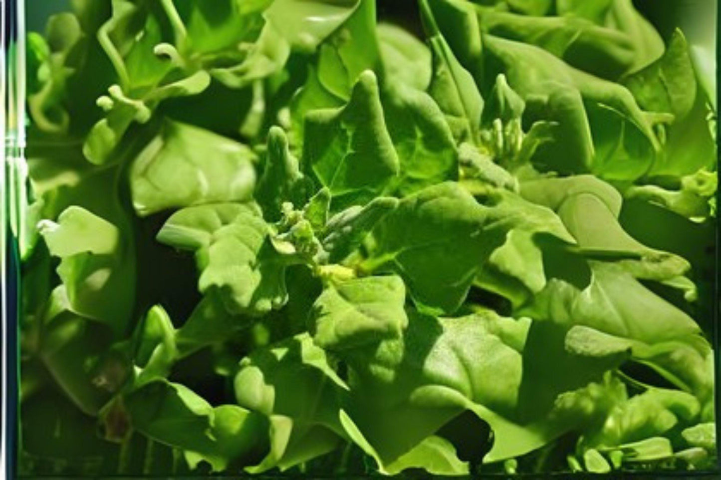 1g Seeds Spinach New Zealand | Heat Tolerant Leafy Green | Heirloom Vegetable for Home Garden