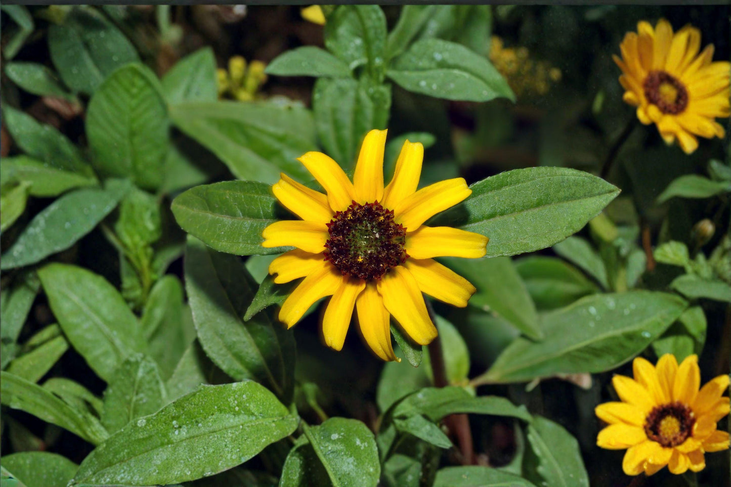100 Creeping Zinnia Seeds – Sanvitalia procumbens – Low Growing Yellow Flower – Annual Groundcover