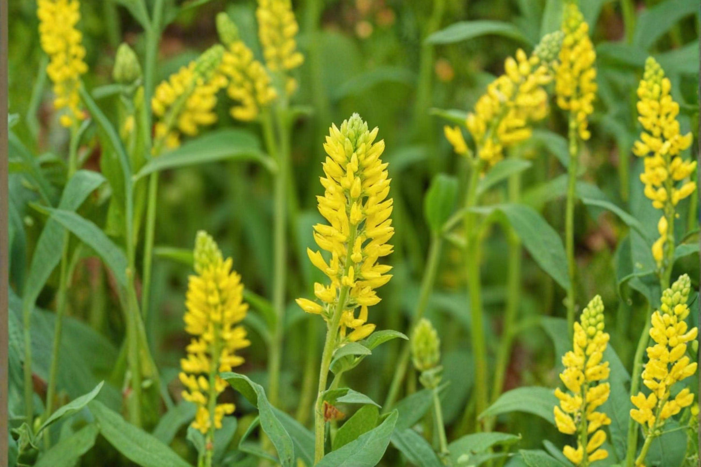 100 Yellow Sweet Clover Seeds – Melilotus officinalis – Cover Crop – Pollinator Plant – Nitrogen Fixer