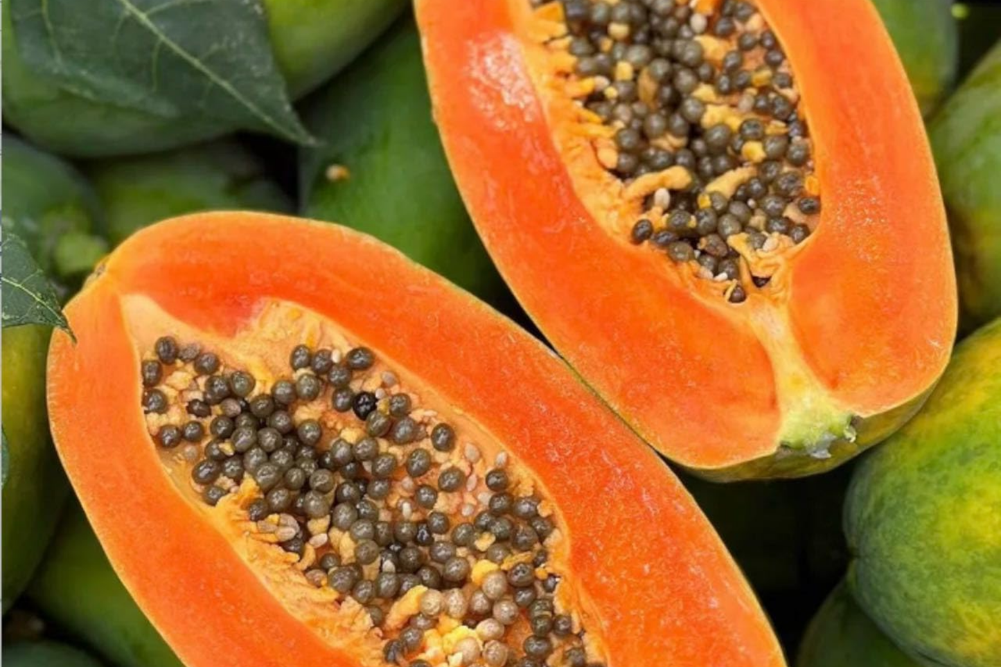 Papaya Tree (Carica papaya) Live Tropical Fruit Tree 1โ-2โ | Sweet Flavor, Juicy Texture, and Easy to Grow