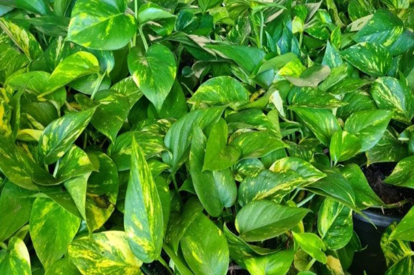 Big Giant Golden Pothos (Epipremnum aureum) Live Tropical Houseplant 12"-24" | Low Maintenance & Air-Purifying