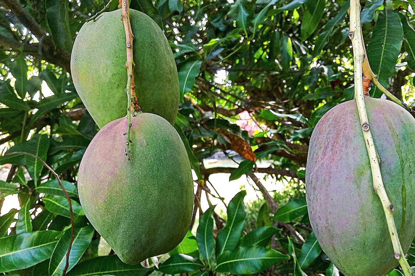 Julie Mango (Mangifera indica) Live Tree Seedling 1’-2’ | Tropical Fruit for Small Spaces | Sweet, Aromatic Mangoes