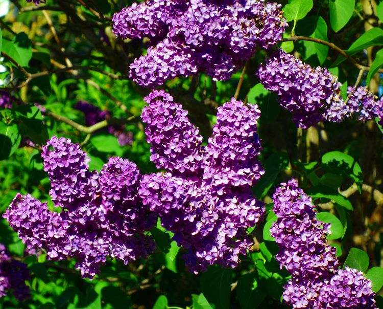 2 Old-Fashioned Lilac Bushes (Syringa vulgaris) Bareroot 1ā2ft | Fragrant Purple Blooms | Hardy Flowering Shrubs