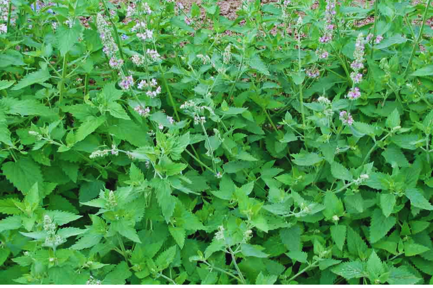 Catnip Seeds | Non-GMO Heirloom Catmint Seeds | Fresh Garden Seeds from USA | Nepeta cataria