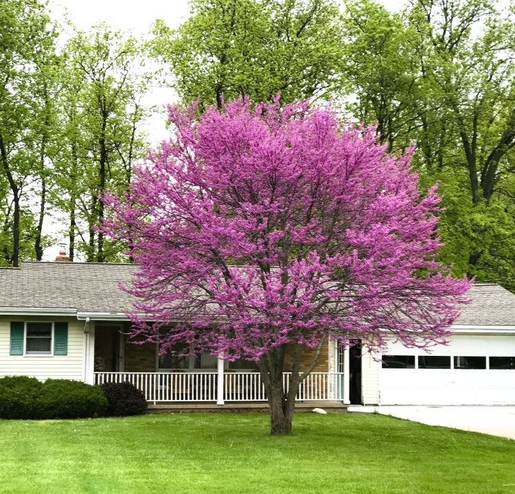 2 Eastern Redbud Trees (Cercis canadensis) Bareroot 2ft | Live Ornamental Trees | Pink Purple Spring Blooms | Hardy Native Tree