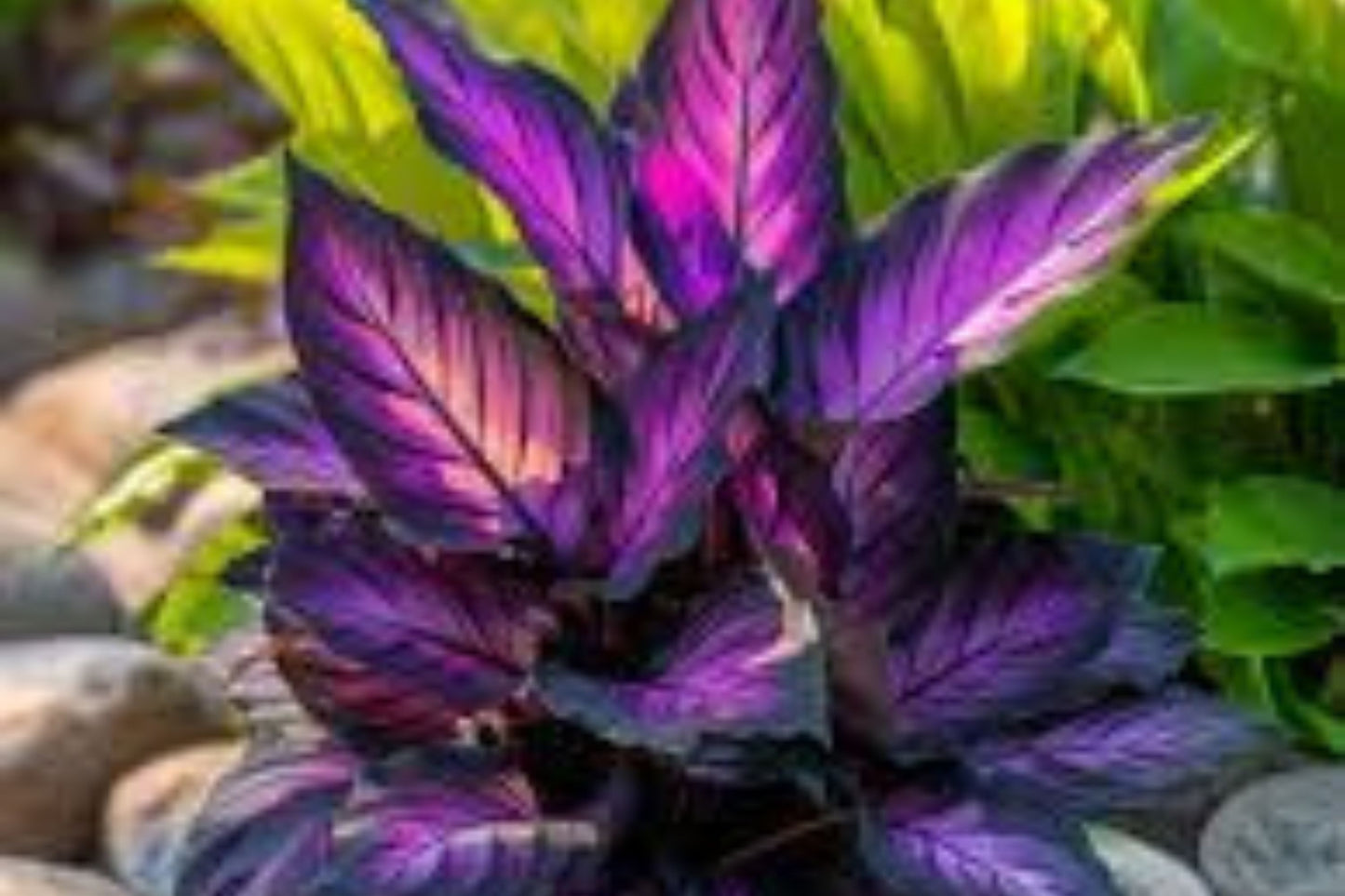 25+ Purple Tip Calathea Seeds – Tropical Foliage Plant for Indoor or Outdoor Growing, Beautiful Couture Leaves