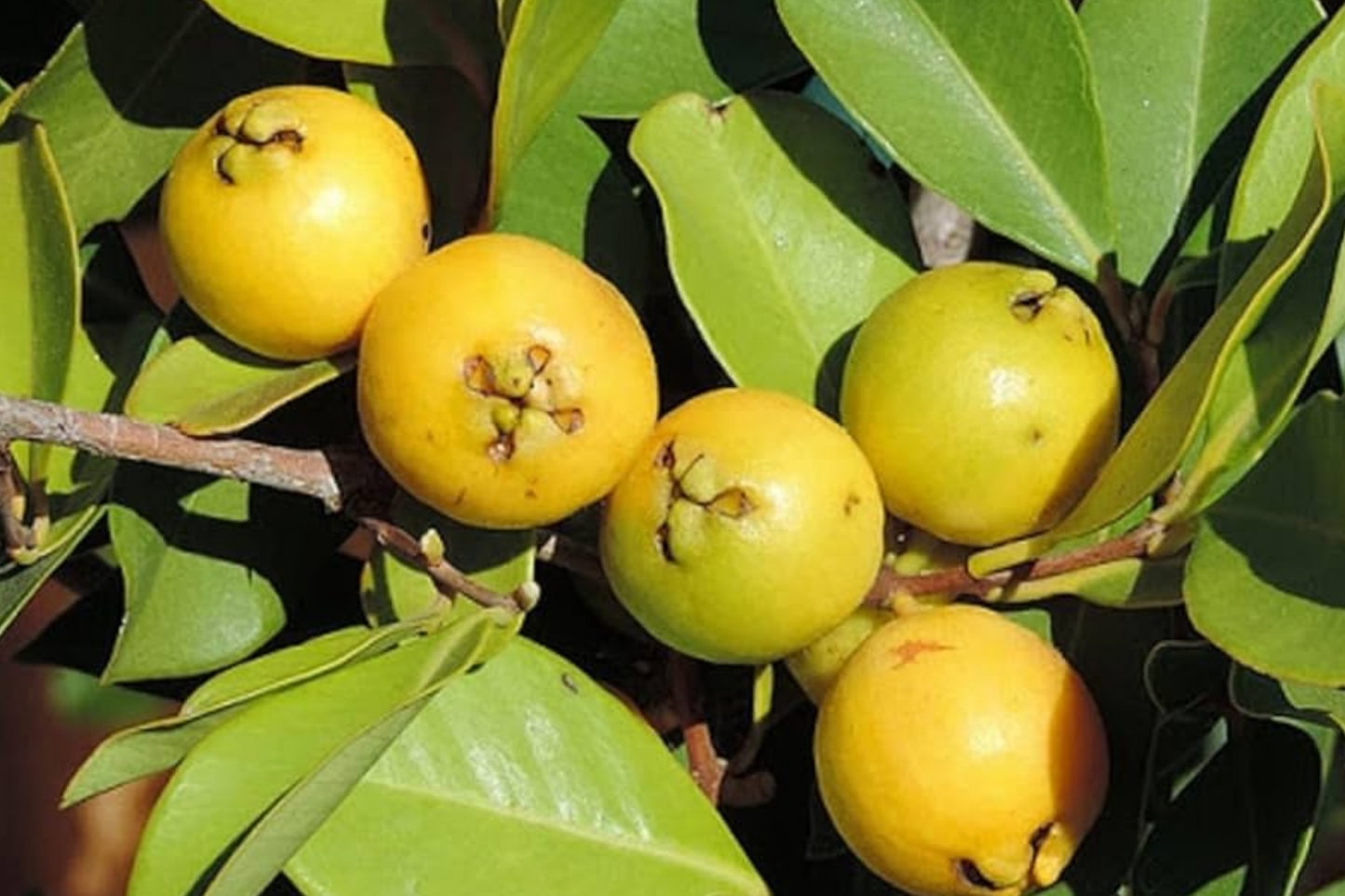 Strawberry Yellow Guava (Psidium littorale var. lucidum) 1’-2’ Live Tropical Tree | Sweet & Aromatic Fruit for Gardens