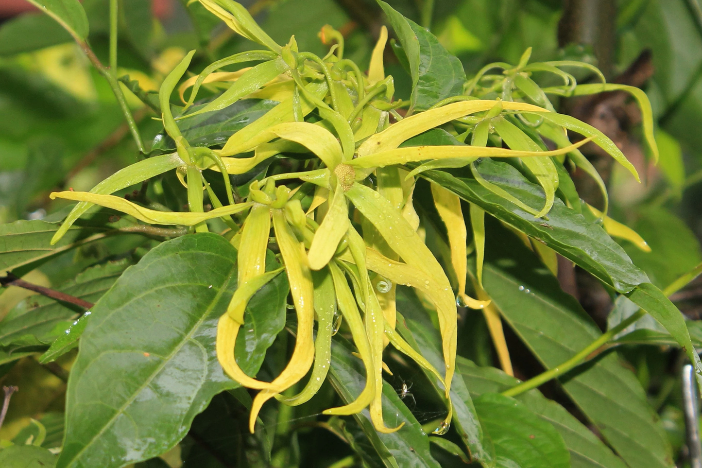 Ylang Ylang Live Tree (Cananga odorata) 1’-2’ Tall | Fragrant Tropical Beauty for Gardens | Aromatic Star-Shaped Flowers