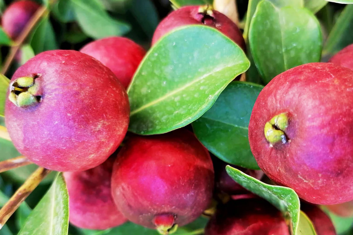 Strawberry Guava Tree 1′-2′ (Psidium cattleianum) - Live Tropical Fruit Tree | Sweet Aromatic Guava for Gardens and Containers