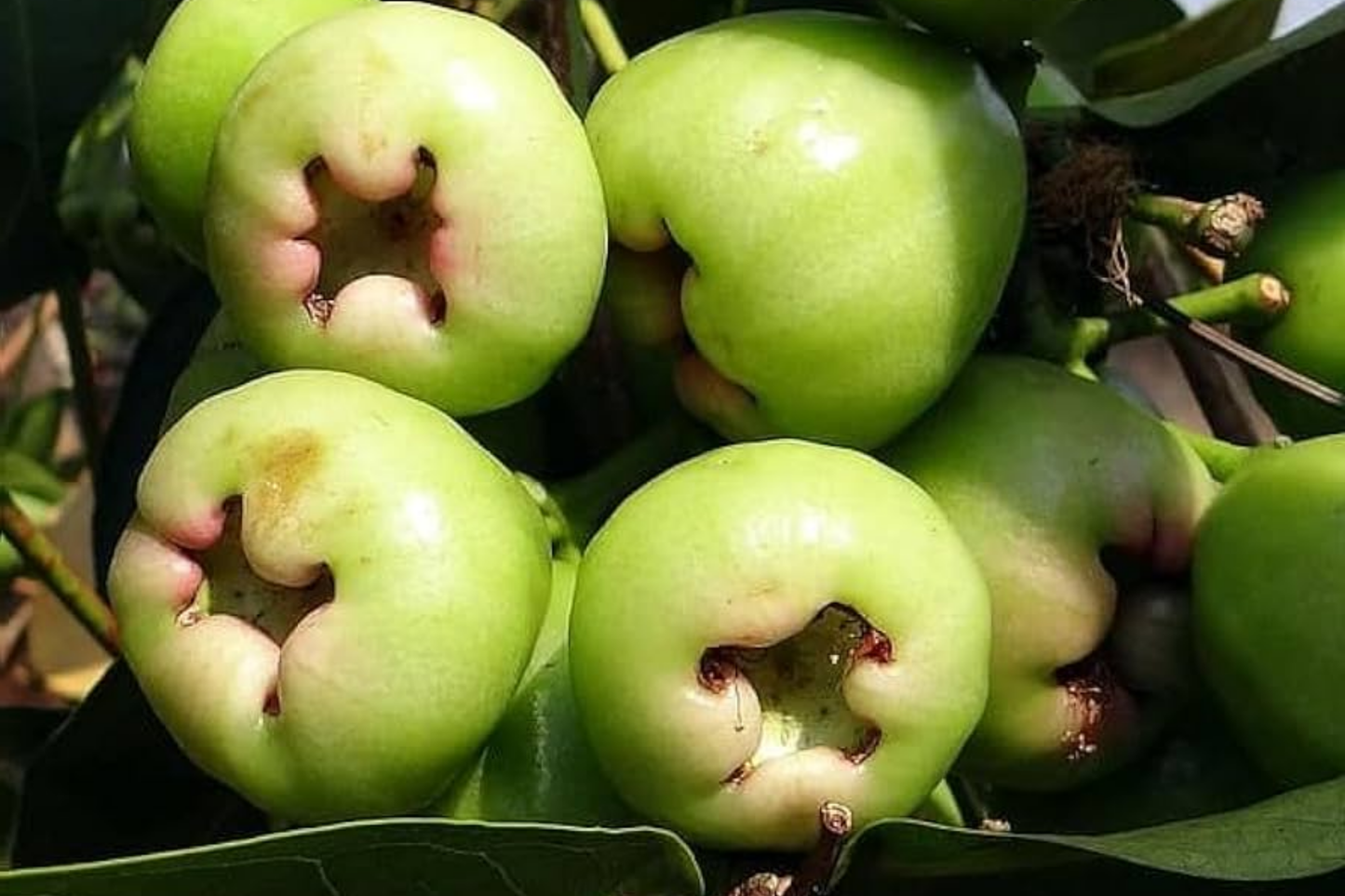 Green Wax Jambu Fruit Tree 12’-24’ - Live Syzygium samarangense | Tropical Sweet & Juicy Bell-Shaped Fruit Tree