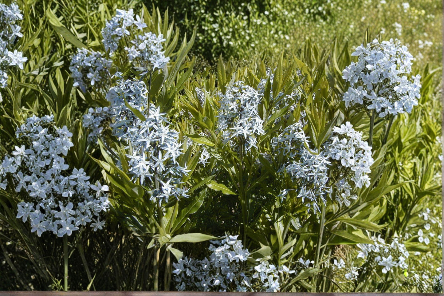 10 Eastern Bluestar Seeds – Amsonia tabernaemontana – Native Perennial – Blue Flowers – Pollinator Plant