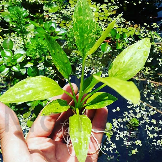 Amazon Sword Marble Queen | Live Aquarium Plant Small Bare Root | Freshwater Echinodorus Variegated | Easy Aquascape Background