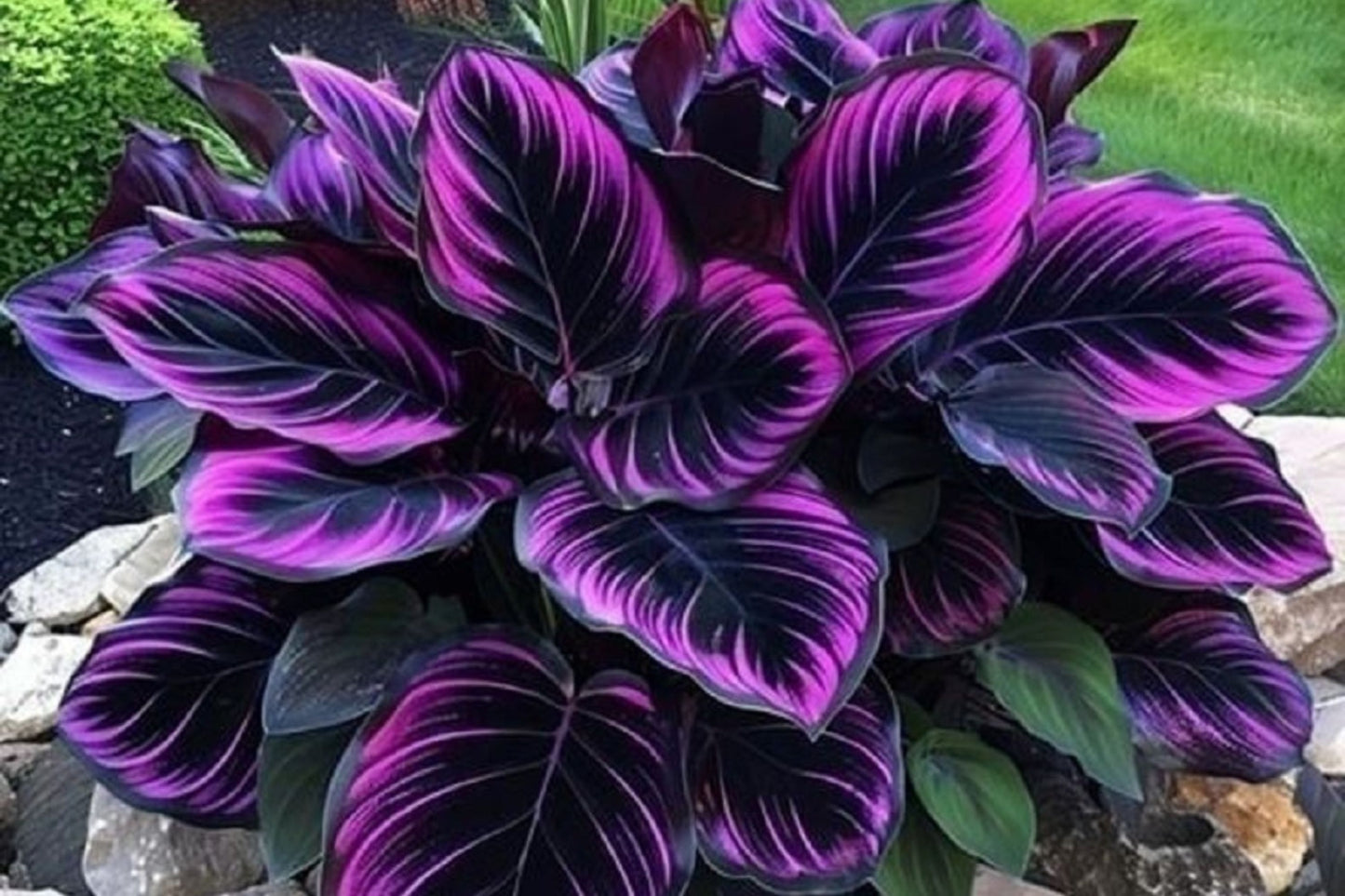 25+ Purple Tip Calathea Seeds – Tropical Foliage Plant for Indoor or Outdoor Growing, Beautiful Couture Leaves