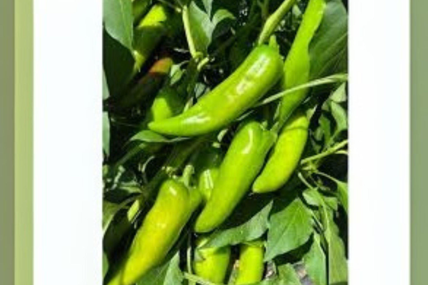 Hatch Giuzeppi Hot Pepper Seeds: 250 mg Non-GMO Chili Variety