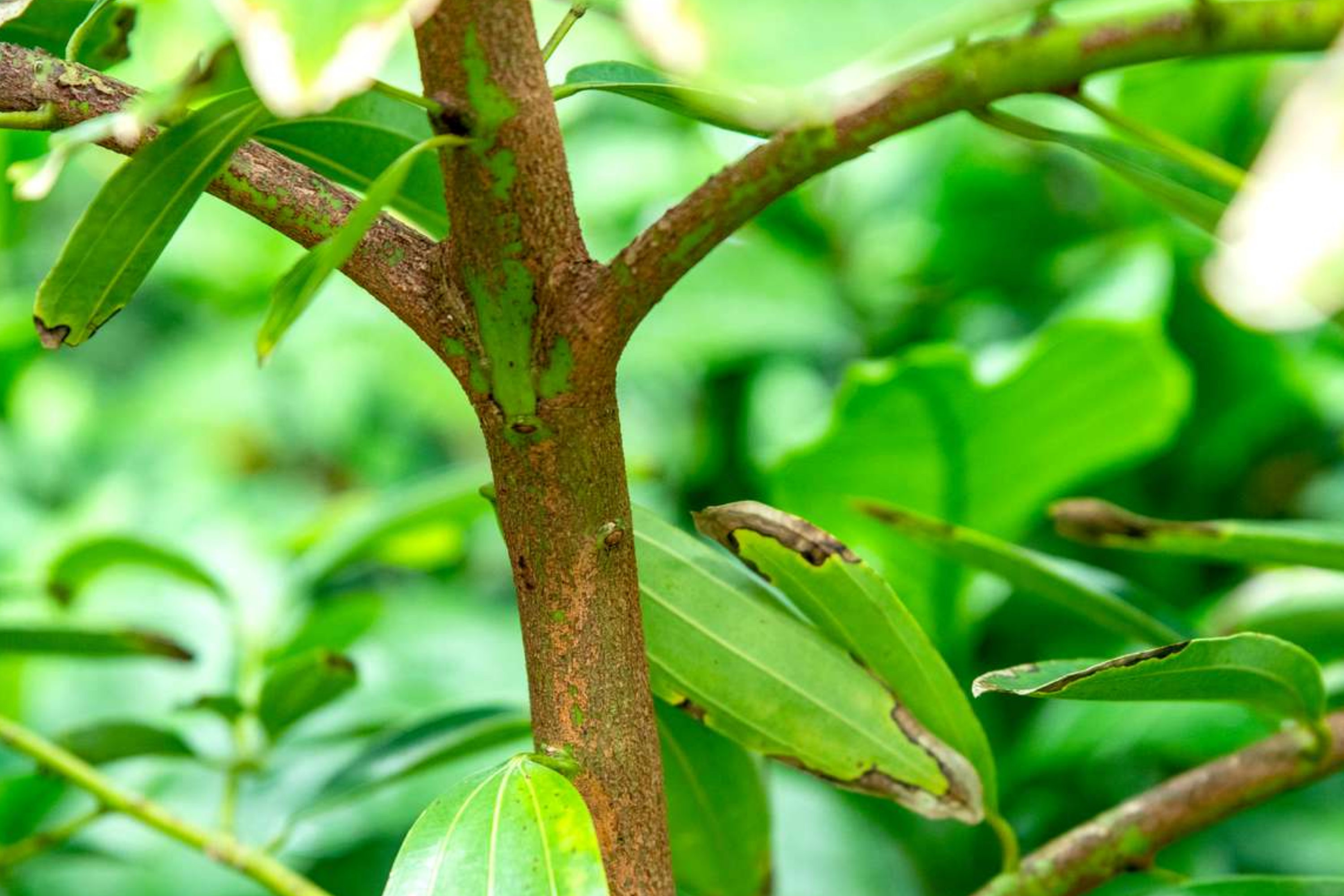 cinnamon plant for sale near me 1 Cinnamon Tree - Live Cinnamomum verum Plant 12”-24” Tall | Aromatic & Culinary | Grow Your Own Spice | Tropical Starter Plant