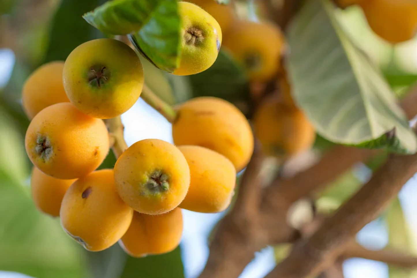 Loquat Tree - Live Eriobotrya japonica Fruit Tree 1’-2’ Tall | Ornamental & Edible | Sweet, Tangy Fruit for Gardens and Containers