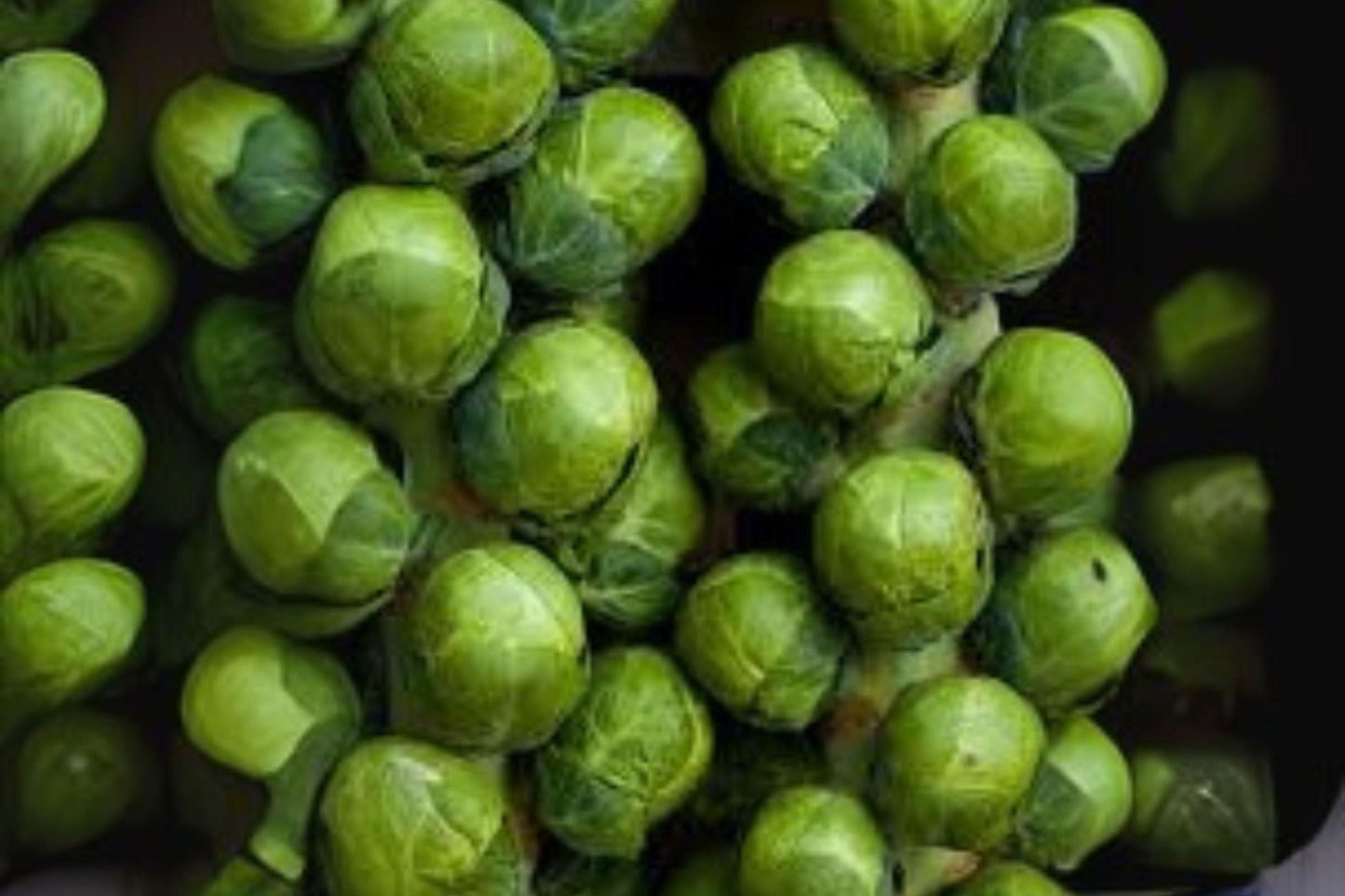 Catskill Brussels Sprouts Seeds: Heirloom Variety - 250 Seeds