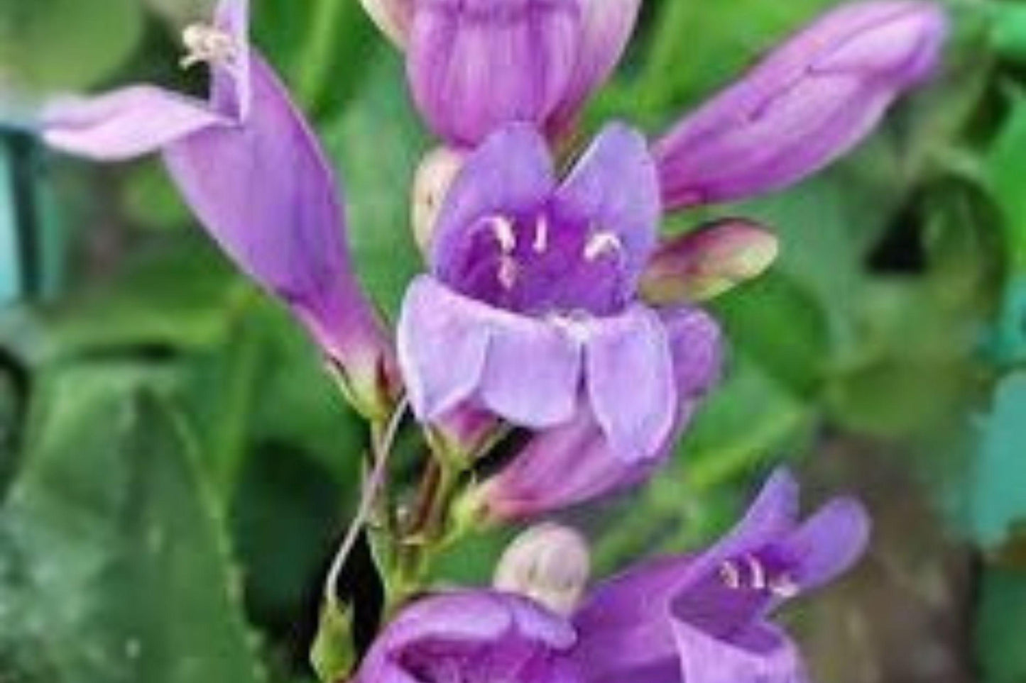 Violet Beardtongue Seeds - Penstemon Venustus, Pollinator Wildflower (100 mg)