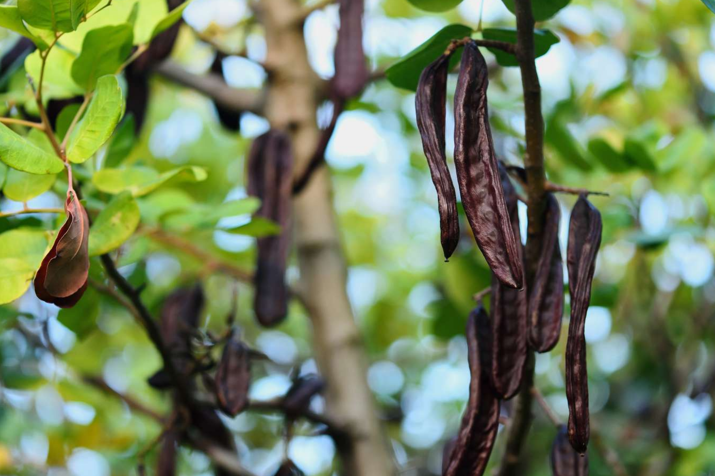 Carob Tree Starter Plant - Algarroba (Ceratonia siliqua) 12"-24" | Nutrient-Rich, Easy-Care Tree for Garden