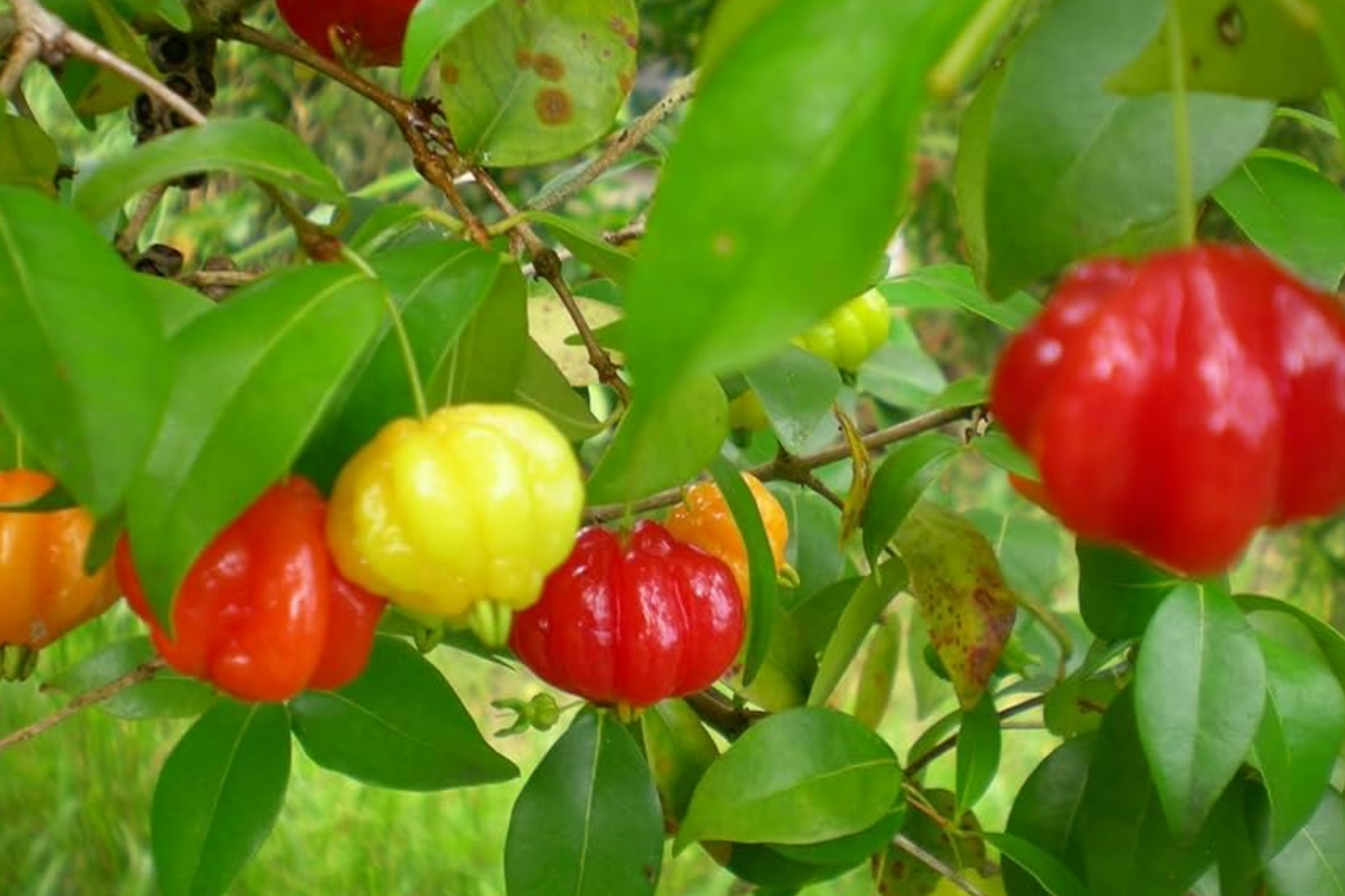 Pitanga (Eugenia Uniflora) Surinam Cherry Tree 2ā-3ā - Tropical Fruit Tree with Tangy Delights