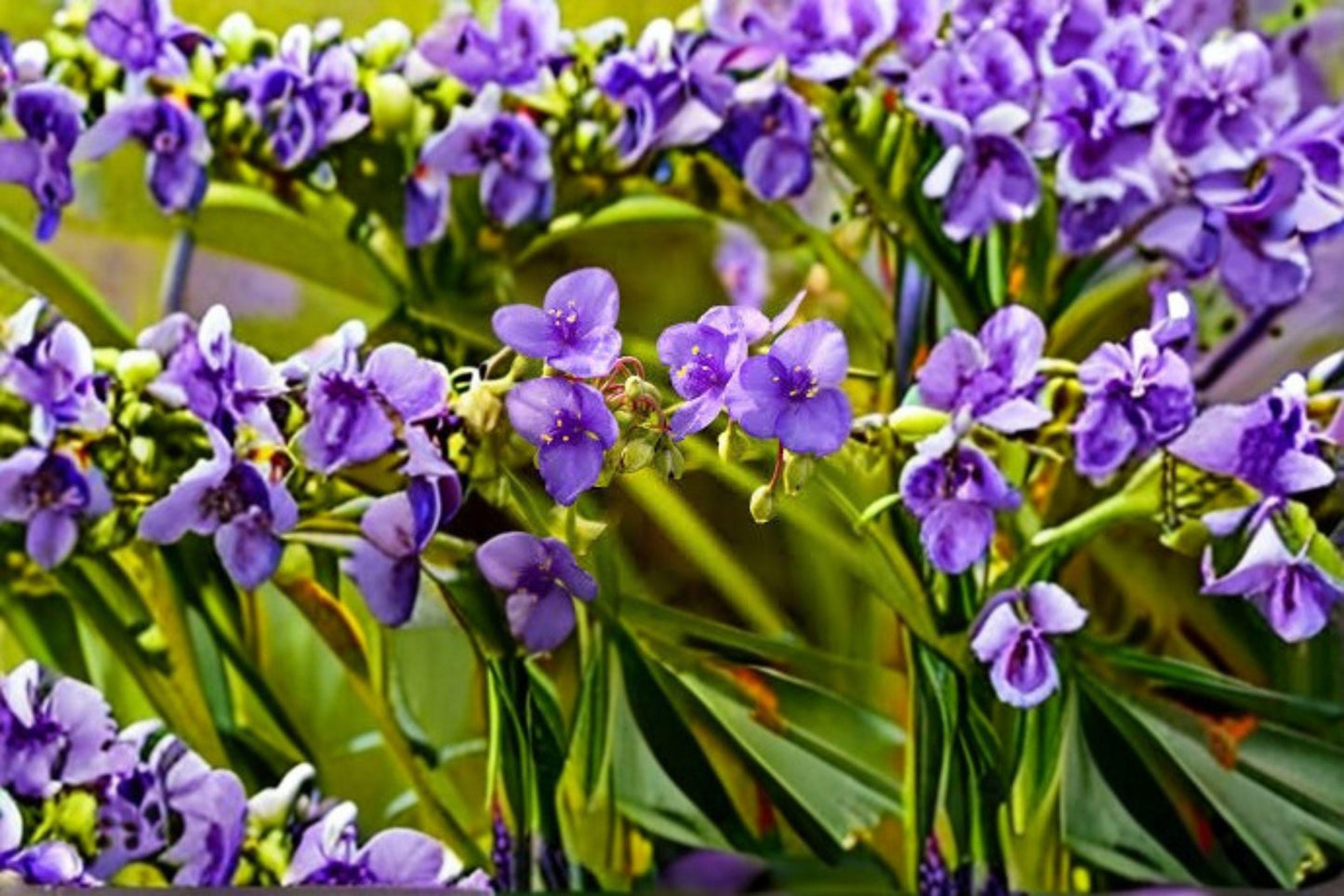 150 Prairie Spiderwort Seeds – Native Wildflower with Blue Blooms, Pollinator Plant for Meadows & Gardens
