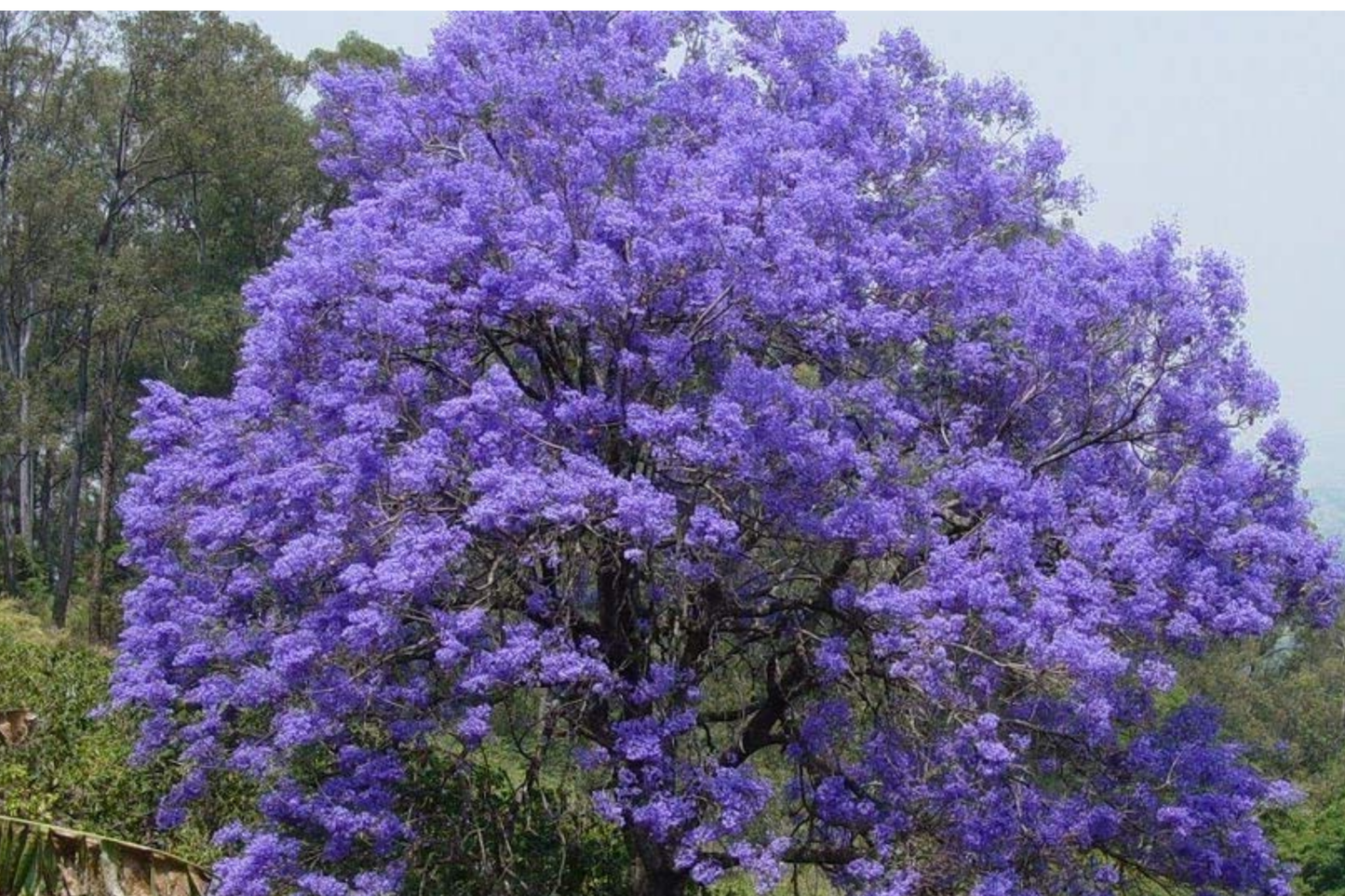 Jacaranda Blue Flamboyant Tree (Jacaranda Mimosifolia) 8"-18" - Exotic Purple Blooms for Your Tropical Garden!
