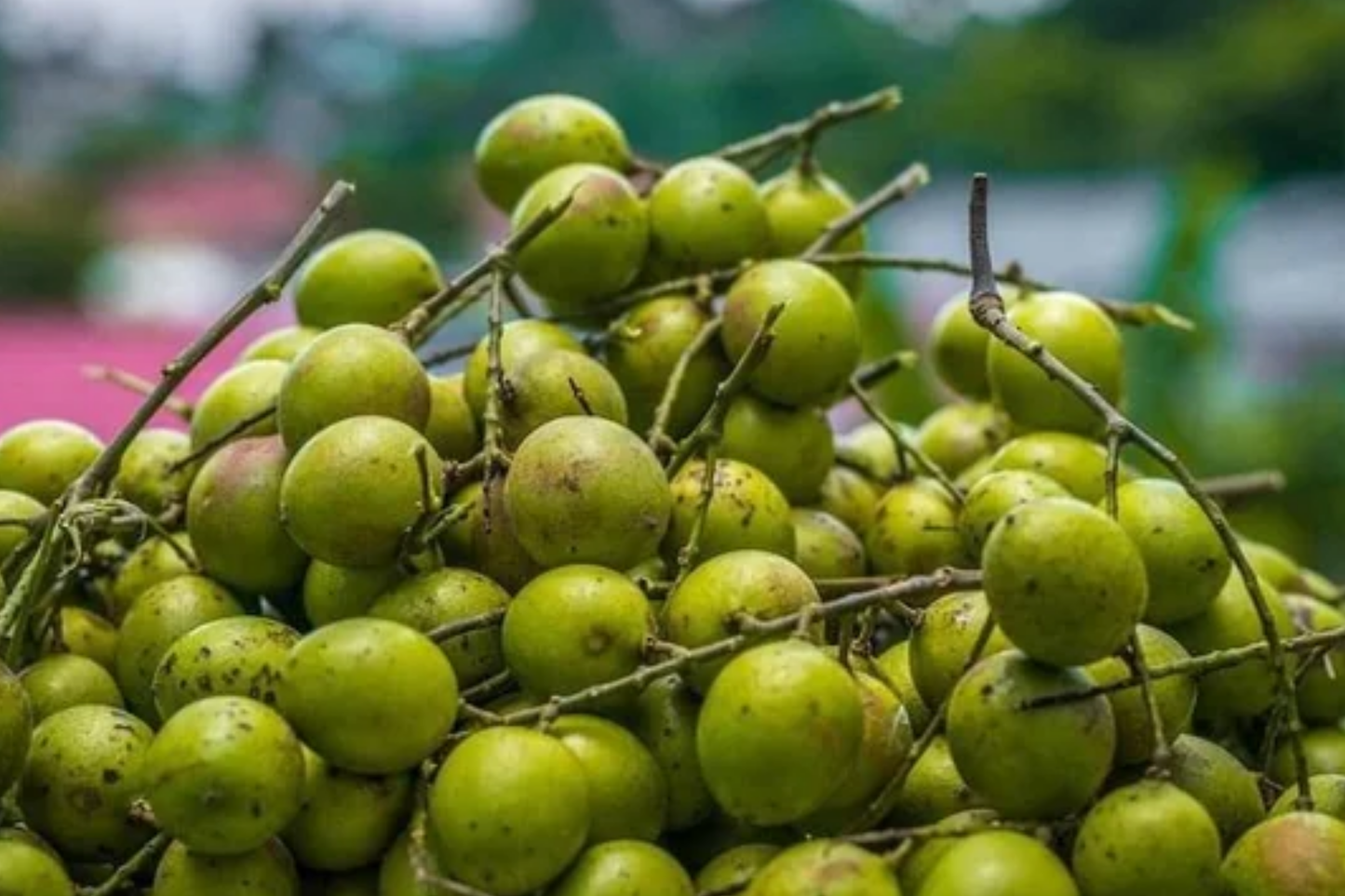 Grafted Spanish Lime Tropical Fruit Tree 12"-24" - Exotic Mamoncillo, Genip, Quenepa Delight for Your Garden