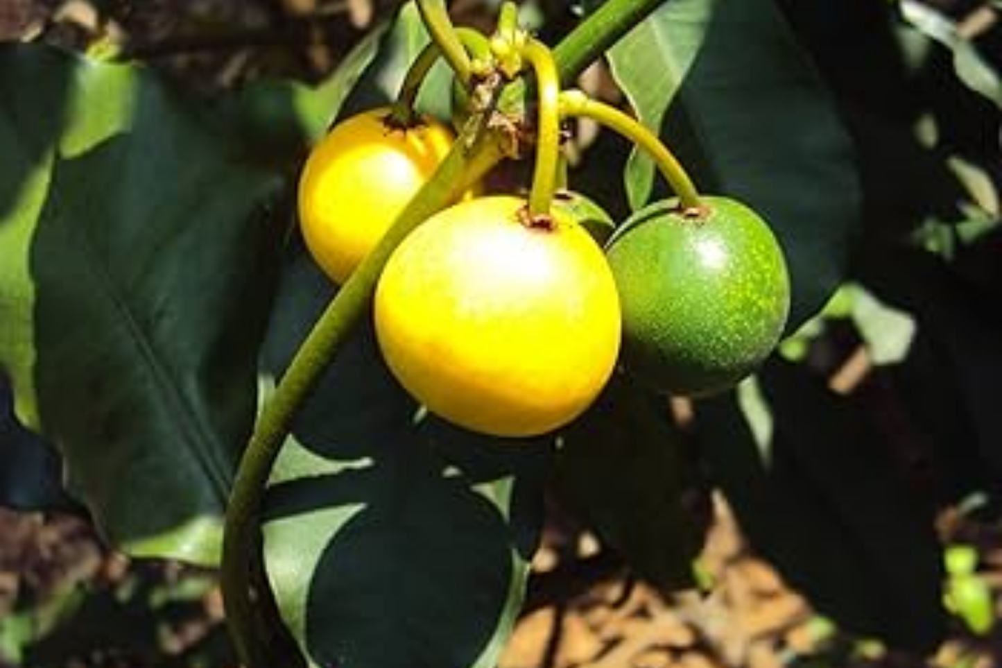 1 Lemon Drop Mangosteen Tree (Garcinia intermedia) Live Starter Plant 3β-12β - Tangy Tropical Fruit for Gardens & Culinary Creations