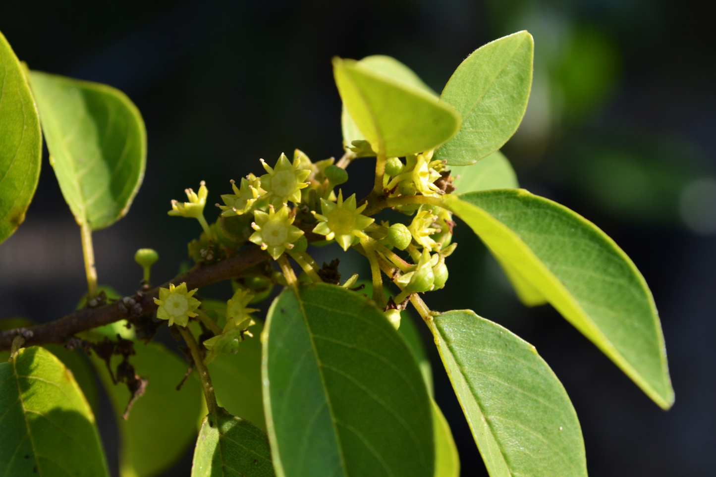 Soldierwood Tree Colubrina Elliptica Live Starter Plant 12-24’ | Wildlife-Friendly Tropical Tree | Hardy Evergreen for Coastal Gardens