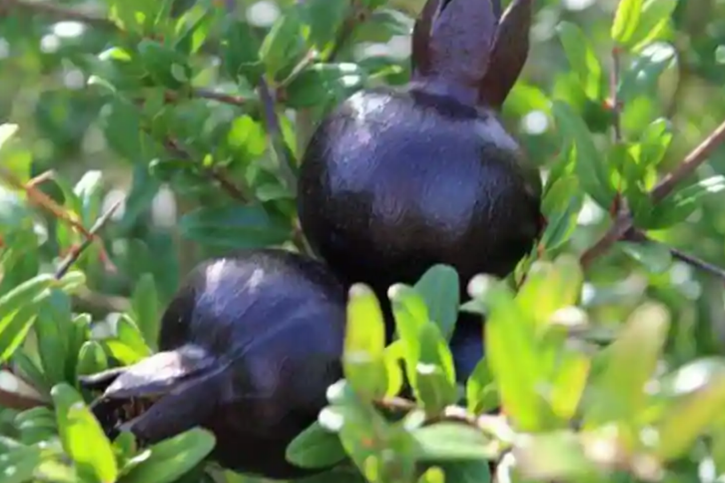 Black Pomegranate Tree Live 1-2 ft Fruit Tree | Hardy Tropical Varieties | Delicious, Antioxidant-Rich Fruit | Easy Care for Gardens