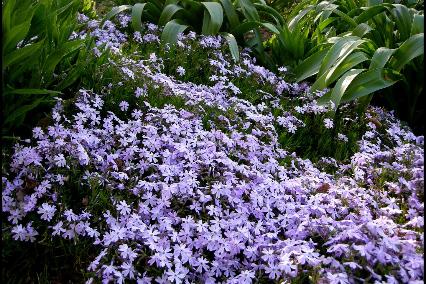 100+ Blue Emerald Creeping Phlox Seeds – Ground Cover Flowers, USA Grown, Vibrant Blooming Garden Starter –