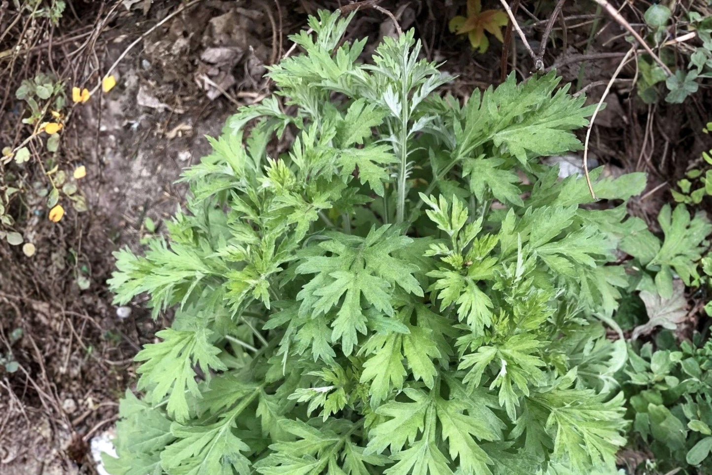 Yomogi Mugwort Herb Seeds - Artemisia princeps - Aromatic Perennial