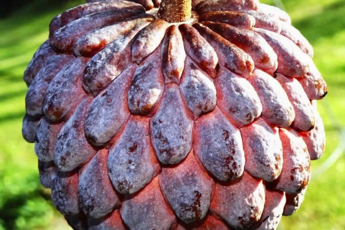 1 Sugar Apple Tree 12ā-24ā Live Tropical Fruit Tree | Sweet Annona squamosa | Grow Exotic Custard Apple in Your Garden or Patio