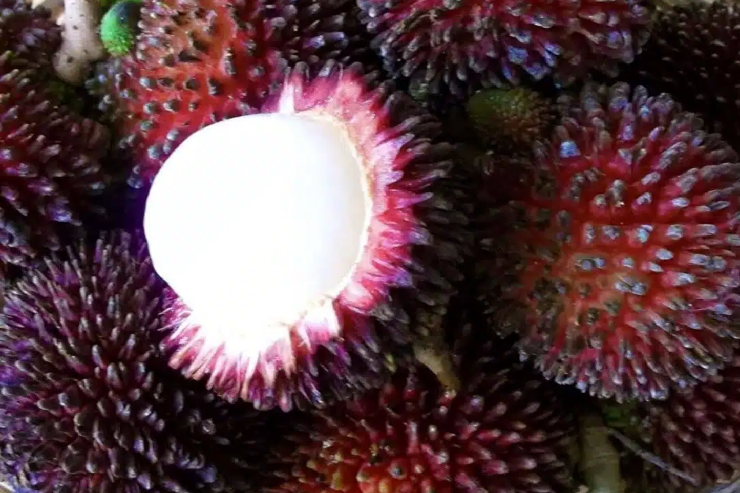 Grafted Pulasan Tree Exotic Tropical Fruit Tree 24"-36" | Nephelium Ramboutan-Ake Starter Plant | Sweet, Juicy Fruit | Fast Fruiting