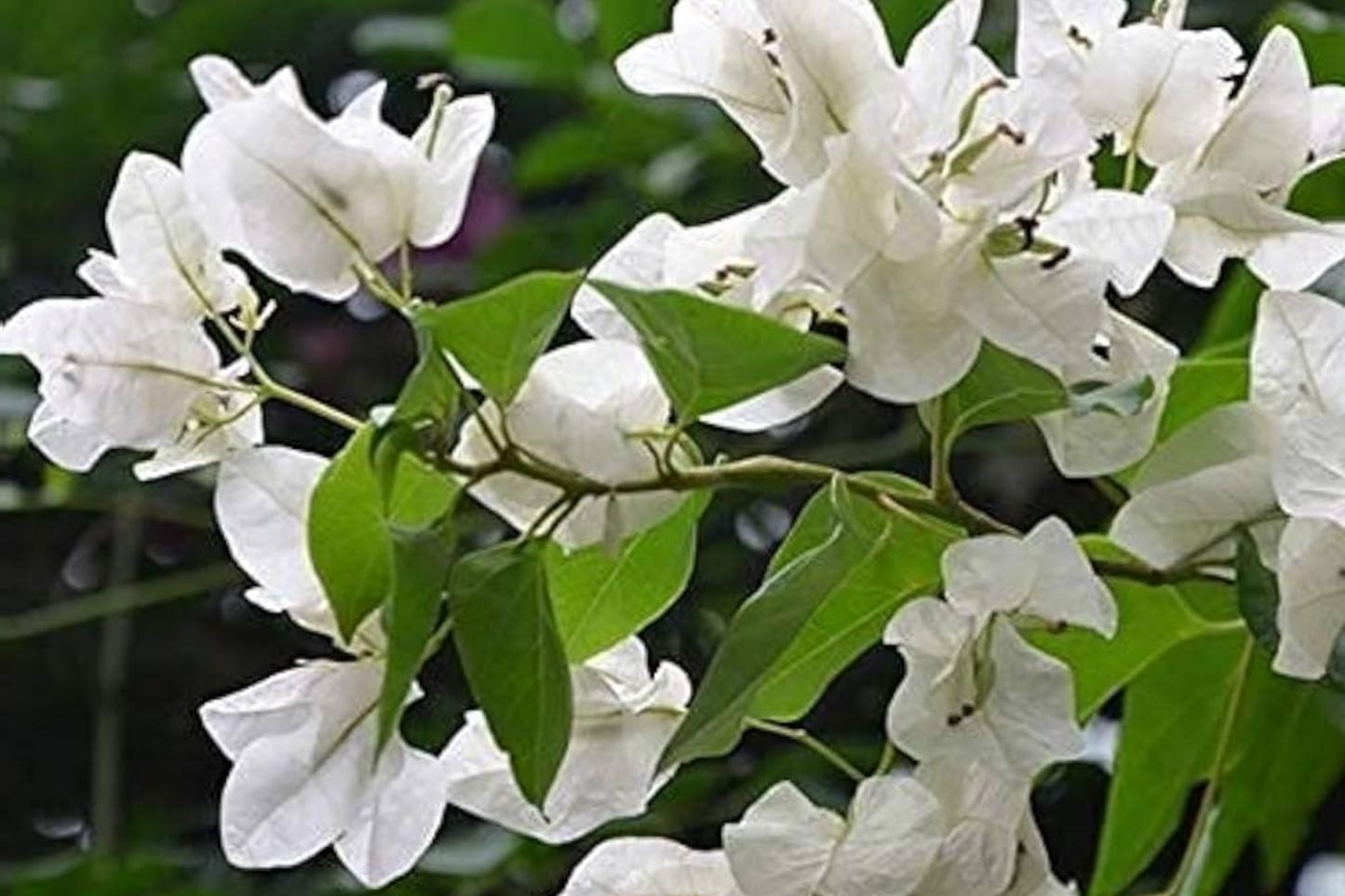1 White Trinitaria Bougainvillea Live Plant 1ā-2ā | Tropical Climbing Flowering Vine | Stunning White Bracts, Low Maintenance
