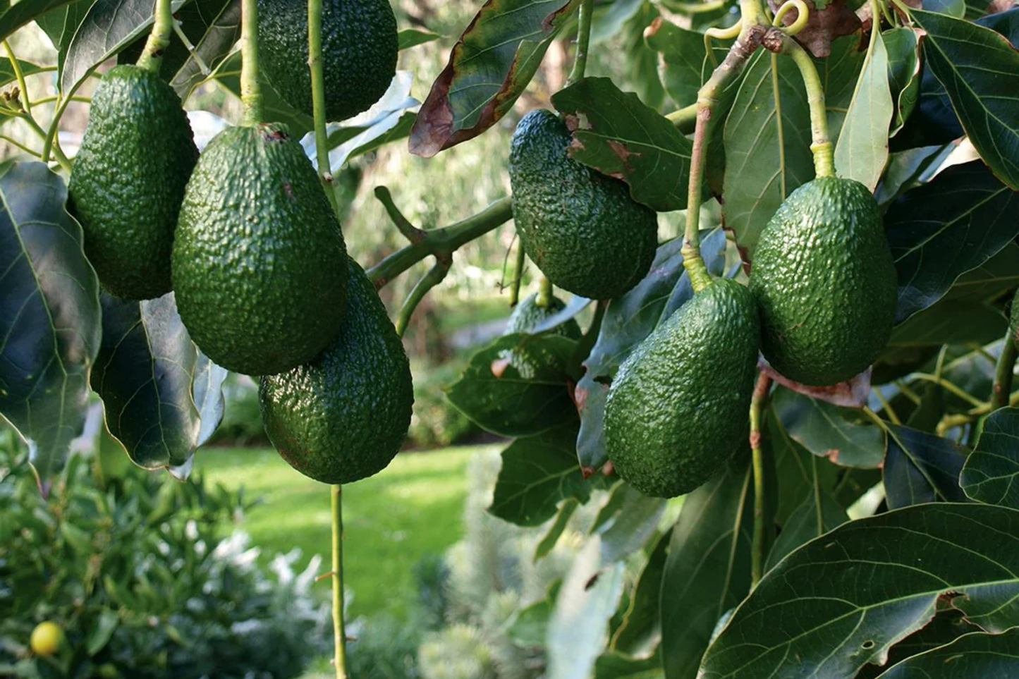 Grafted Hass Avocado (Persea americana) Live Tropical Fruit Tree 12"-24" | Creamy Homegrown Avocados | Easy to Grow Starter Plant