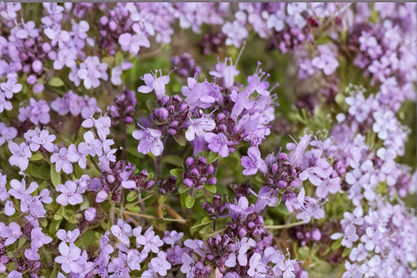 100 Wild Thyme Seeds – Thymus pulegioides – Broad Leaf Thyme – Perennial Herb – Groundcover