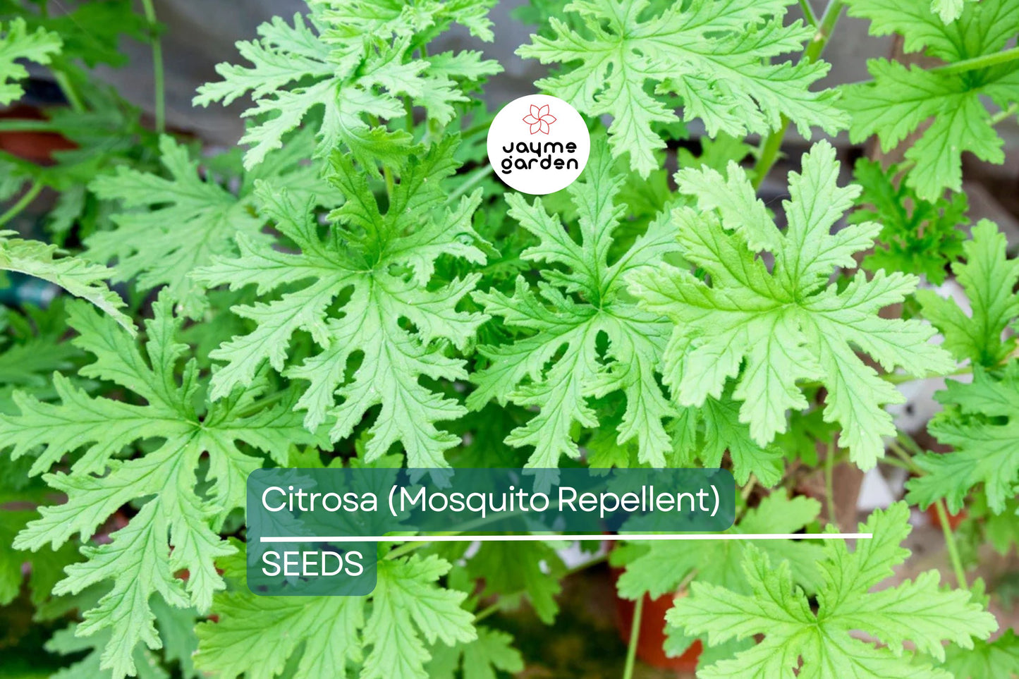 Citrosa Geranium Seeds - 25+ Mosquito Repellent Plants - USA Grown - - Fragrant Foliage - Butterfly Friendly - Easy Care