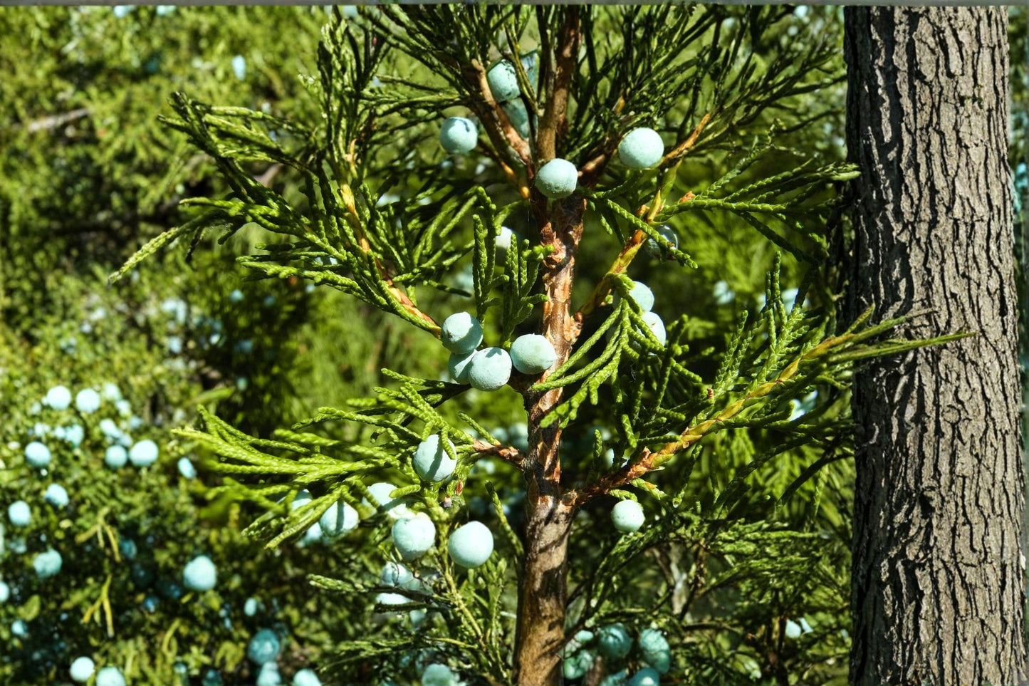 15 Rocky Mountain Juniper Seeds – Juniperus scopulorum – Evergreen Tree – Bonsai Seeds