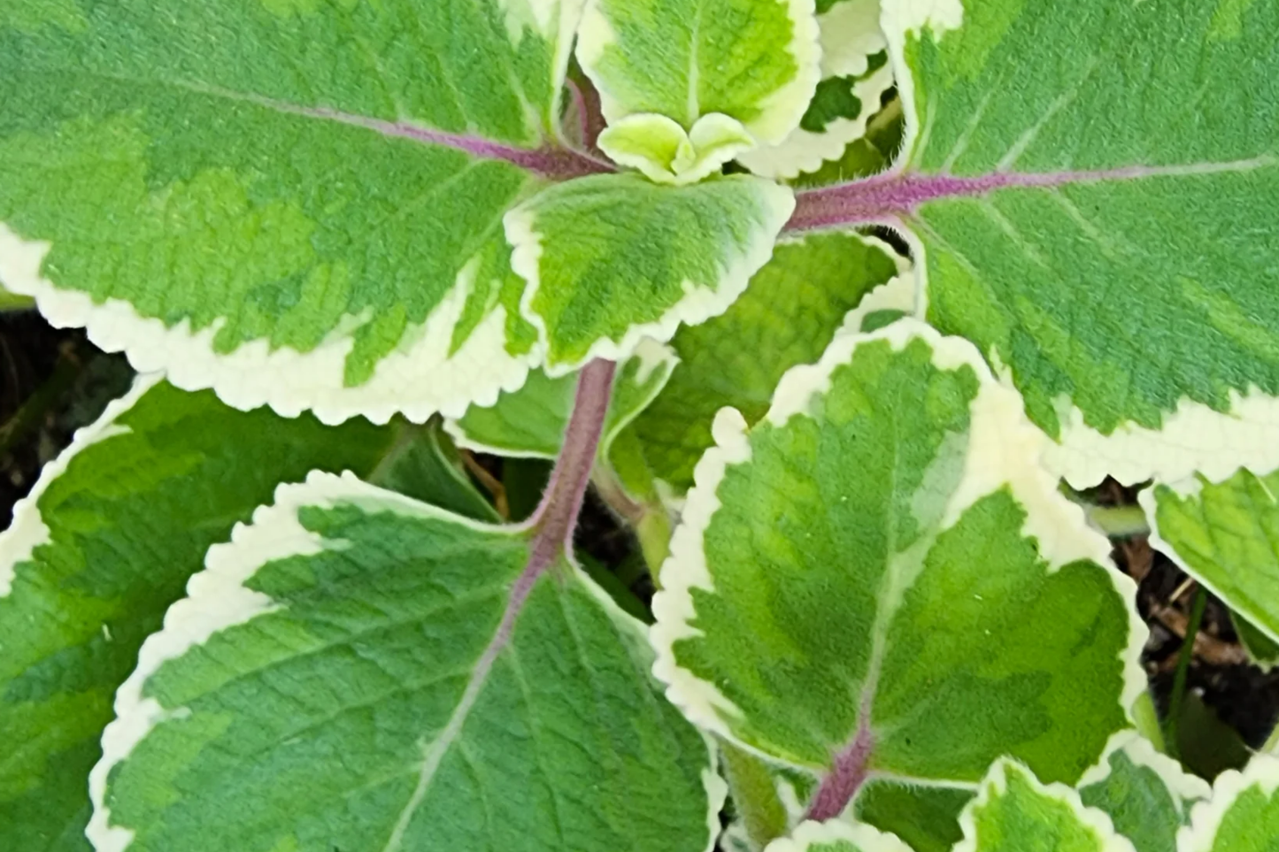 Variegated Indian Borage (Coleus amboinicus) Starter Plant | Tropical Herb 1′-2′ Tall Aromatic Foliage | Easy Care