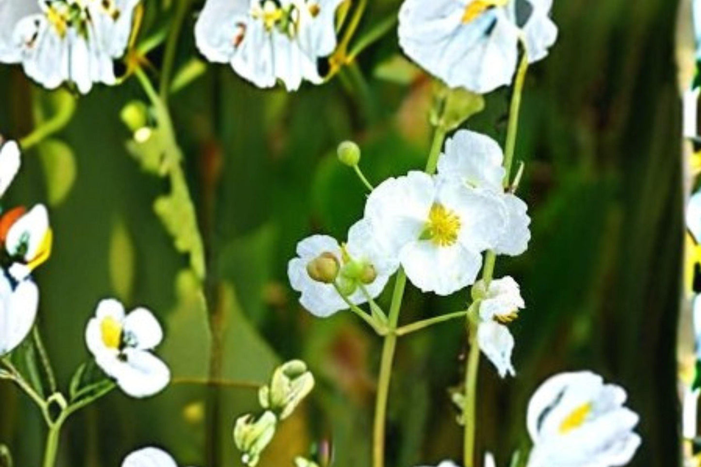 500 Seeds for Planting Common Arrowhead – Sagittaria latifolia, Native Aquatic Plant for Ponds & Wetlands