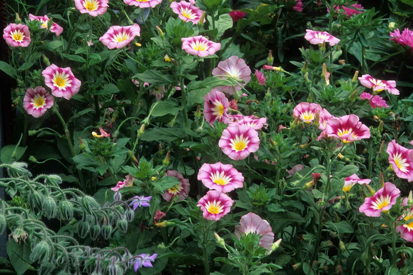 Rose Ensign Dwarf Morning Glory Seeds | Pink/Red Blooms | Compact 8” Tall | Long Blooming | Attracts Pollinators |