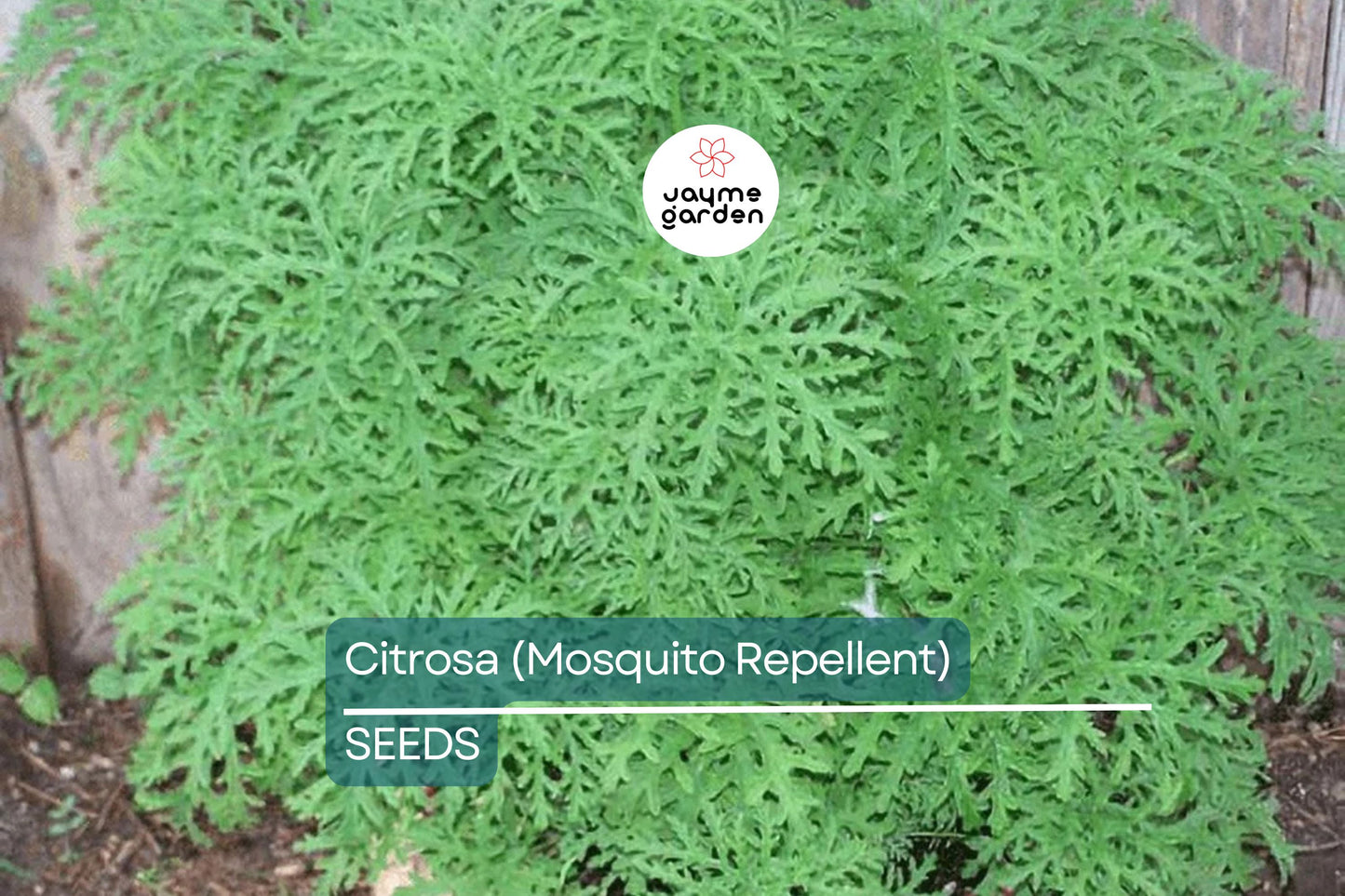 Citrosa Geranium Seeds - 25+ Mosquito Repellent Plants - USA Grown - - Fragrant Foliage - Butterfly Friendly - Easy Care