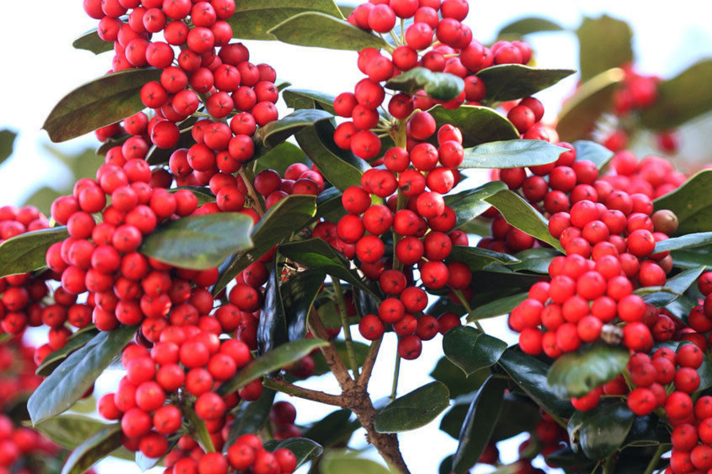 500mg Ilex Cornuta, Chinese Holly Seeds, Evergreen Shrub with Glossy Leaves