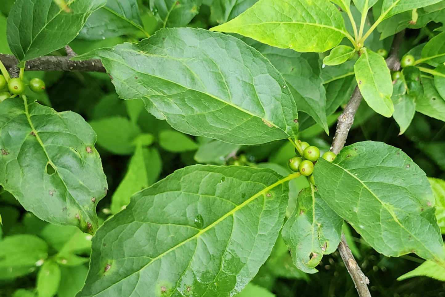 500mg Ilex Montana, Mountain Holly, Evergreen Shrub Seeds, Hardy Berry Plant