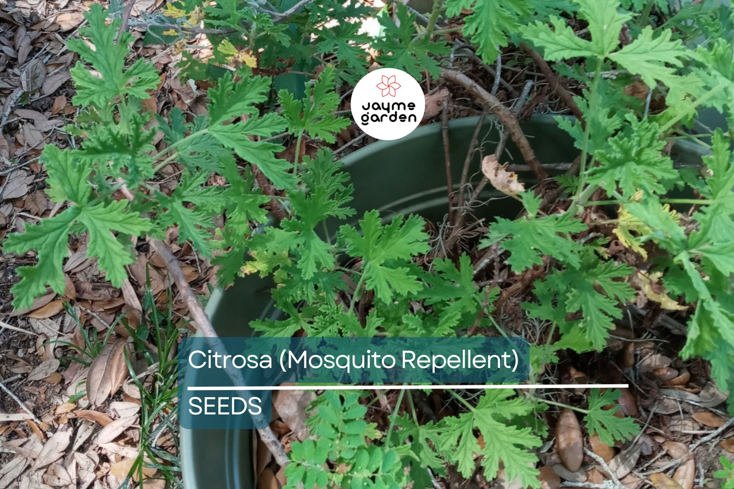 Citrosa Geranium Seeds - 25+ Mosquito Repellent Plants - USA Grown - - Fragrant Foliage - Butterfly Friendly - Easy Care