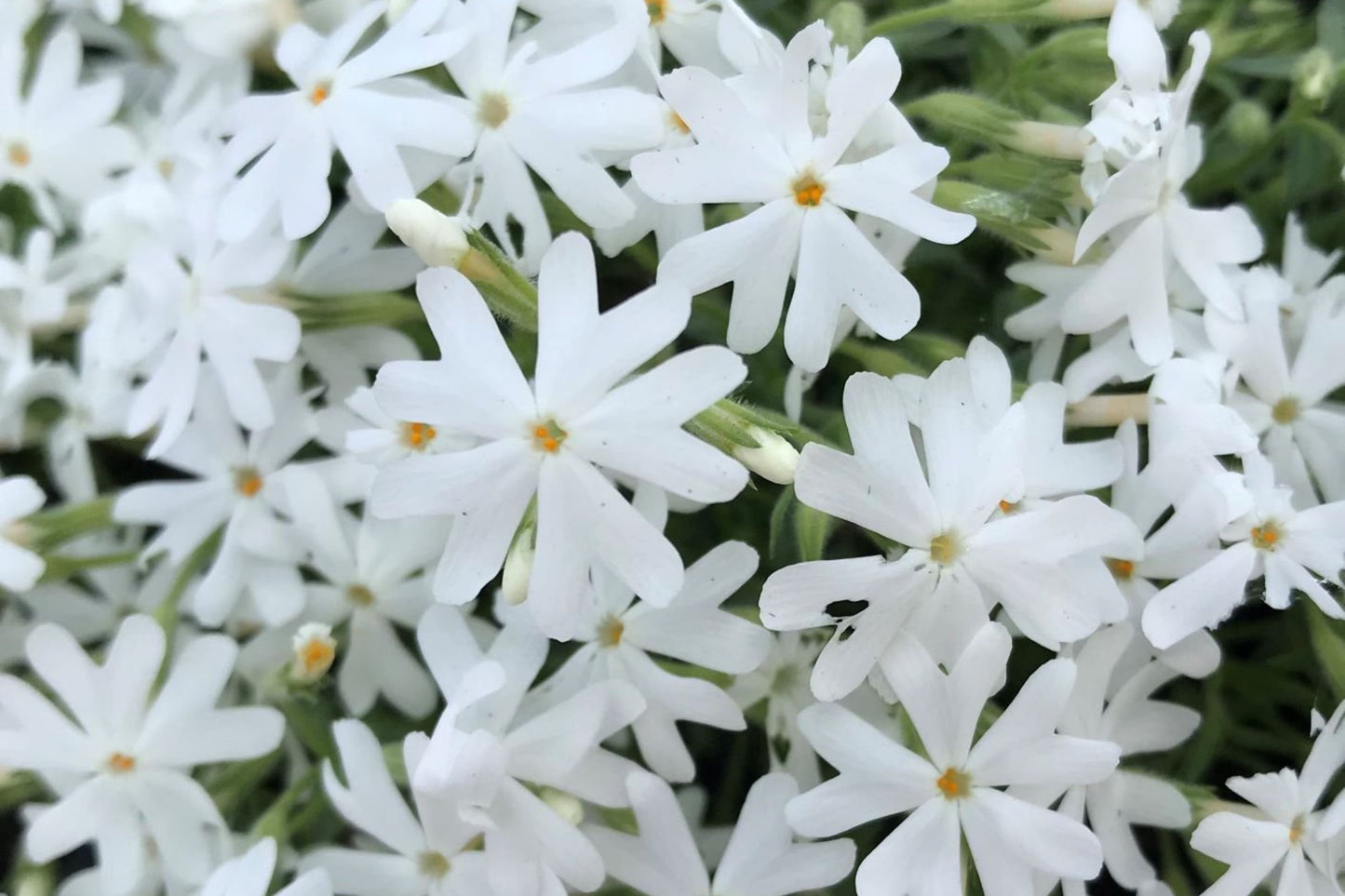 Snowflake Creeping Phlox Seeds - 100+ White Ground Cover Seeds - USA Grown - - Drought Tolerant - Butterfly Garden - Perennial