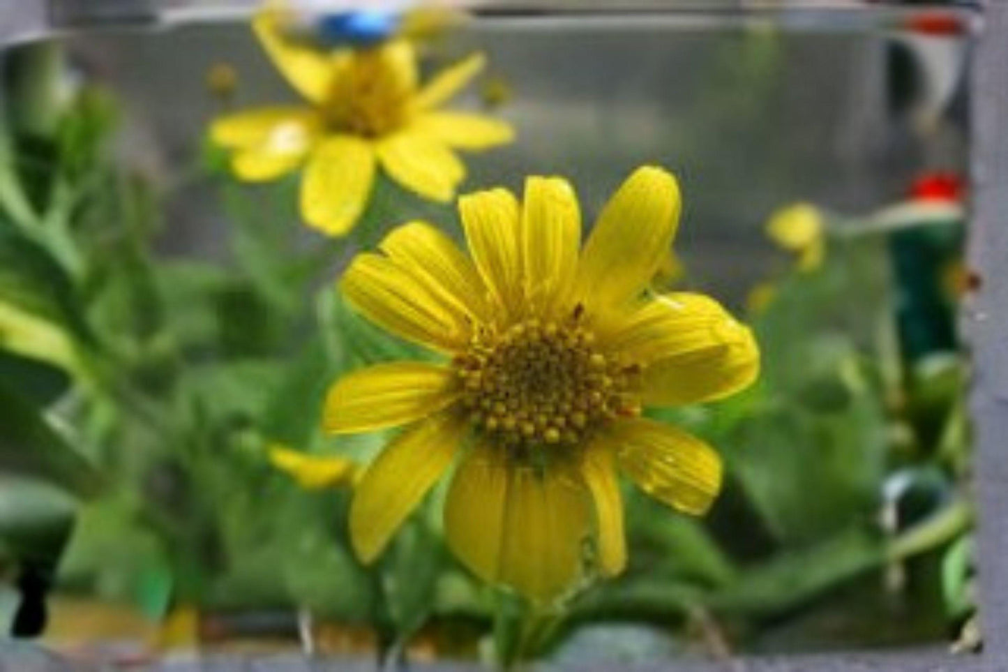 100 Seeds Arnica chamissonis — Meadow Arnica, Native Perennial for Meadows & Pollinator Gardens