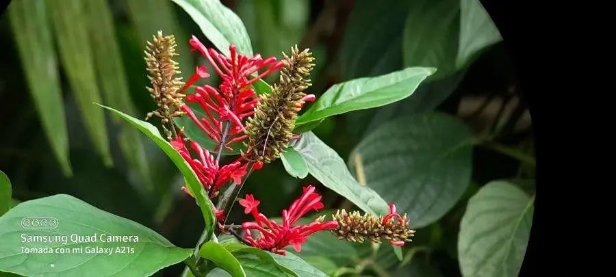 4 Unrooted Cuttings Red Odontonema cuspidatum | Firespike Cardinal’s Guard | Hummingbird Magnet | Tropical Flowering Plant